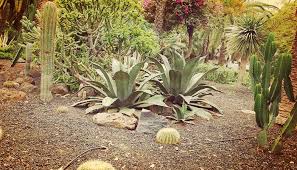 Sin embargo, plantar semillas de cactus no es la tarea más sencilla del jardín. Como Plantar Semillas De Cactus Y Suculentas Correctamente