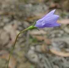 Image result for Wahlenbergia capitata