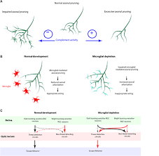 Never miss another show from ky lim. Microglial Trogocytosis And The Complement System Regulate Axonal Pruning In Vivo Biorxiv