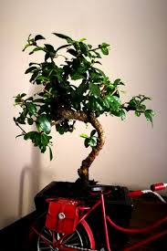 Bonsai, yaşayan ağaçlara duyulan saygıyı ve bu ağaçların yaşamasını konu alan bir sanattır. Bonsaisinin Turunu Ogrenmek Isteyenler Page 51 Agaclar Net