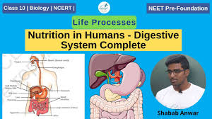 The teachers at vedantu are always available to solve any queries of the students. Eduvast Life Processes Part 6 Nutrition In Humans Digestive System Complete Class 10 Biology Facebook