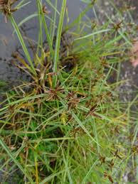 Image result for Cyperus amabilis