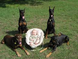 Doberman puppies for adoption texas. Doberman Rescue Of North Texas Home Facebook