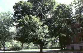 Image result for Vepris grandifolia