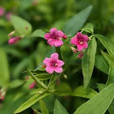 Image result for Jasminum beesianum