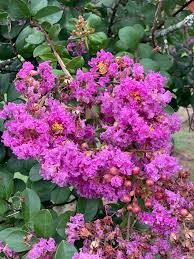 Image result for Lagerstroemia