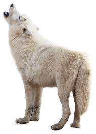 Next, sketch the legs, tail, ears, and neck. Wolf Png Image Purepng Free Transparent Cc0 Png Image Library