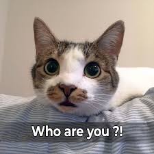 Funny Animal Memes In 2020 Funny Animal Memes Pets Funny Animals