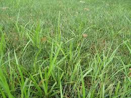 Image result for nutsedge