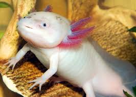 Source video for minecraft axolotls: 68 Axolotl Facts Ultimate Guide To The Adorable Mexican Walking Fish Everywhere Wild