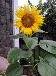 Jual paris garden bibit bunga matahari bio pot original ace. Gambar Bunga Matahari Di Pot