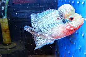 Flowerhorn Thai Vip King Srd 3 5 Inches Monster Kok No V3 Ikan