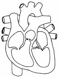 Real Heart The Label Of A Human Heart Real Clipart Clip Art Heart Diagram Human Heart Diagram Heart Coloring Pages