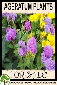 Ageratum Plants For Sale Plant Sale Plants Easy Plants To Grow