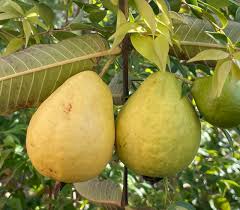 Image result for Psidium guajava
