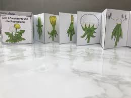 Leporello Vom Lowenzahn Zur Pusteblume Unterrichtsmaterial In Den Fachern Sachunterricht Lowenzahn Pusteblume Und Leporello