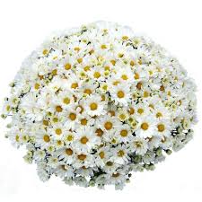 For more gorgeous flowers, watch our gorgeous flowers playlist on youtube! Pure Beauty Farms 1 8 Gal Mum Chrysanthemum Plant White Flowers In 11 In Hanging Basket Dc11hbmumwhi The Home Depot