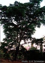 Image result for Newtonia