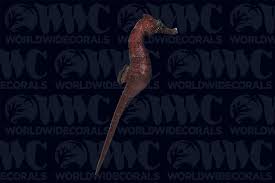 Image result for Mohria marginalis