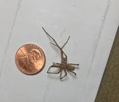 Maybe you would like to learn more about one of these? Brown Recluse Southern House Spider Or Something Else Bugguide Net