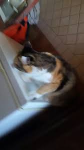 From nail trims to bathing, a little maintenance goes a long way. How To Tell The Gender Of A Cat Without Looking To Its Genitalia Quora