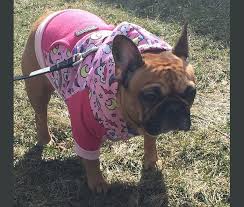 It is my ambition to raise frenchies that are hea. Embark Dog Dna Test Breed