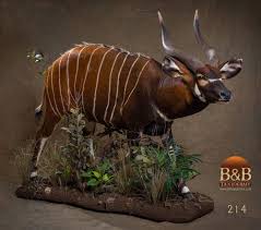 African Antelope Taxidermy By B B Taxidermy Houston Texas African Antelope Taxidermy African