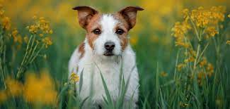 Jack Russell Terrier Steckbrief Charakter Wesen Haltung Jack Russell Terrier Terrier Jack Russell Terriers
