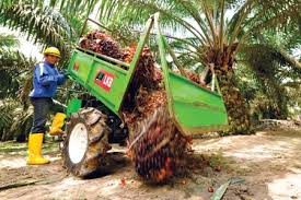 Watch this video about plantation sector in malaysia: Plantation Tabung Haji