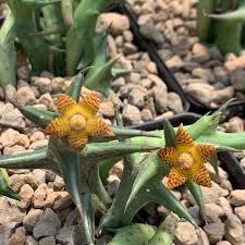 Image result for Orbea rogersii