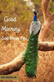 Check spelling or type a new query. 100 Beautiful Good Morning Peacock Images Latest Update
