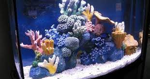 pin on aquarium