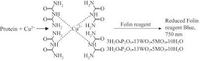 Lowry who developed the reagent in the 1940s. Folin S Reagent An Overview Sciencedirect Topics