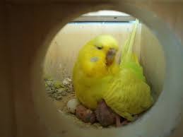 Mummy Budgie Looking After Her New Born Baby Budgies This Is Beautiful 3 Kus Hayvanlar Ale