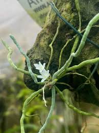 Image result for Bulbophyllum stolzii