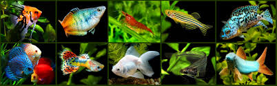 Arowanas, bichirs, convict cichlids, firemouth cichlids, green terrors, jack dempseys, jaguar cichlids, sailfin plecos, severum cichlids and silver dollars. Oscar Fish For Sale Aquariumfish Net