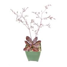 Image result for Kalanchoe humilis