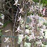 Image result for Aerangis collum-cygni