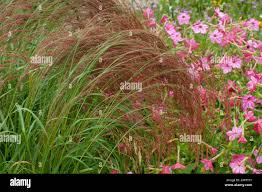 Image result for Eragrostis tef