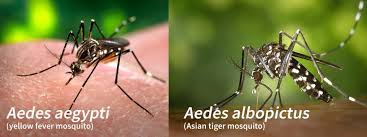 Di samping rasa tak nyaman di tenggorokan, sakit tenggorokan juga bisa menimbulkan. Mari Mengenali Ancaman Virus Zika Amanz