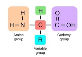 Amino Acids Bioninja