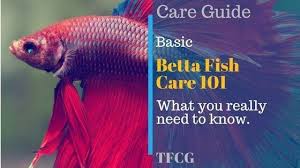 Learn How To Care For A Betta Fish For Beginners Guide Betta Fish Care Betta Fish Fish Care