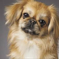 Pekingese Pekinez Cinsi Kopek Bakimi Ve Ozellikleri