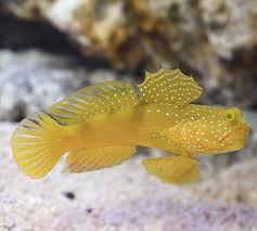 Maybe you would like to learn more about one of these? 24 Ikan Hias Air Tawar Dan Air Laut Tidak Mudah Mati Blog Ruparupa