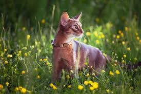 mèo Abyssinian