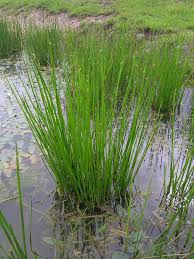 Image result for Schoenoplectiella articulata
