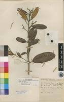 Image result for Ozoroa reticulata