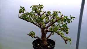 Watch the video explanation about jade plant (pruning to reduce size and encourage branching) online, article, story, explanation, suggestion, youtube. Pruning A Neglected Jade Plant Youtube