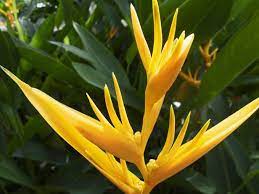 Easy Indoor Tropical Plants Indoor Tropical Plants Tropical Plants Plants