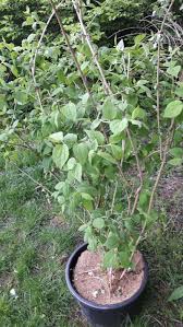 Image result for Celtis africana